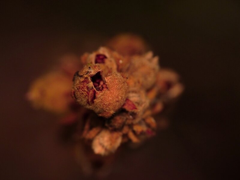 close-up of dried flower buds