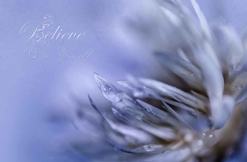 Close-up of Dried Flower
