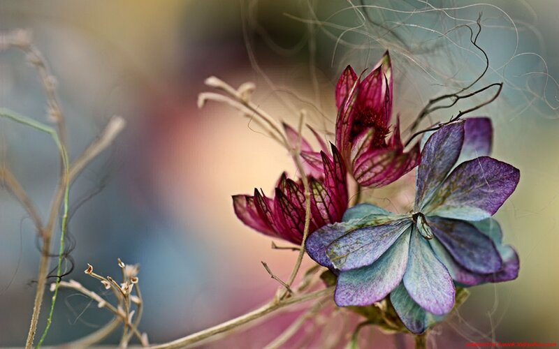 Close-up of dried flowers
