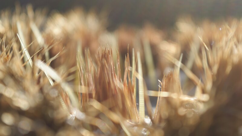 Close-up of Dried Grass — Brown
