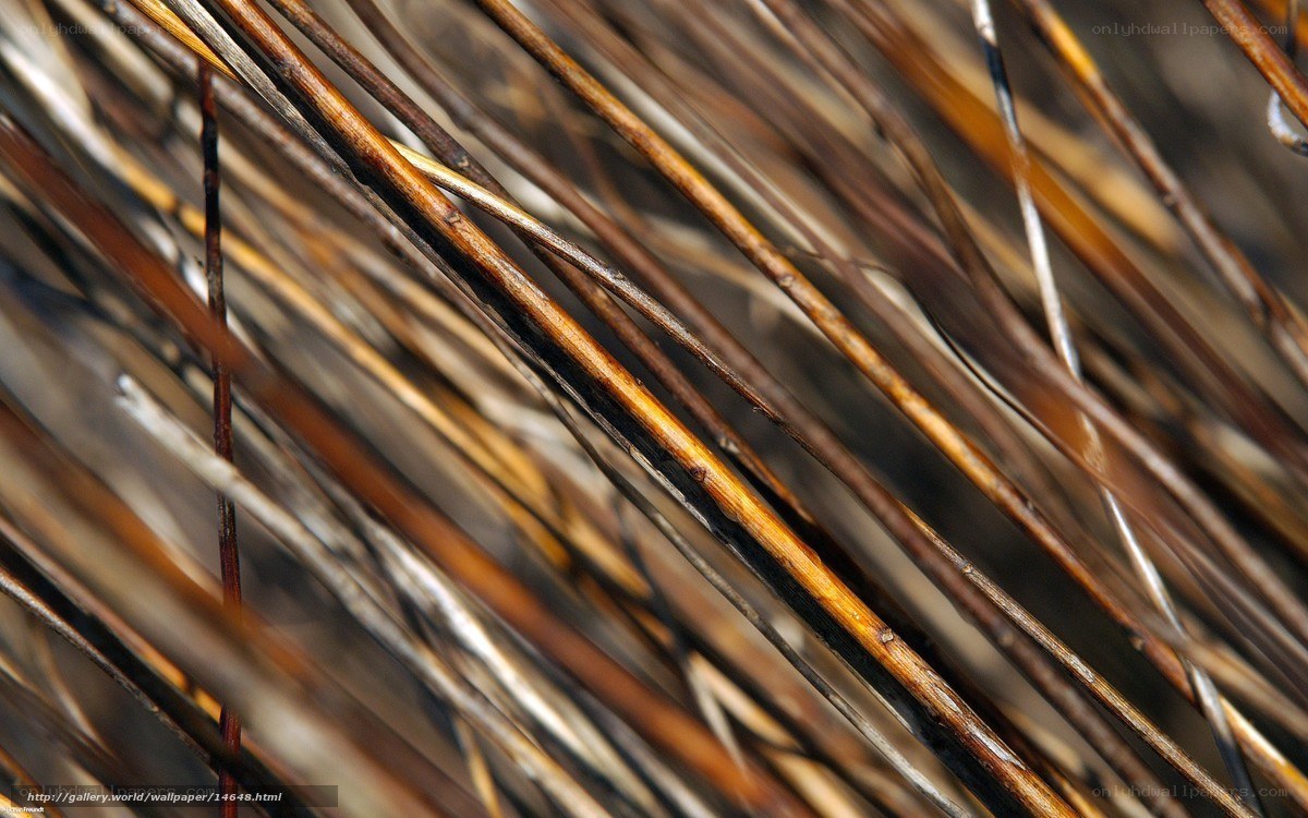 Close-up of dried grass