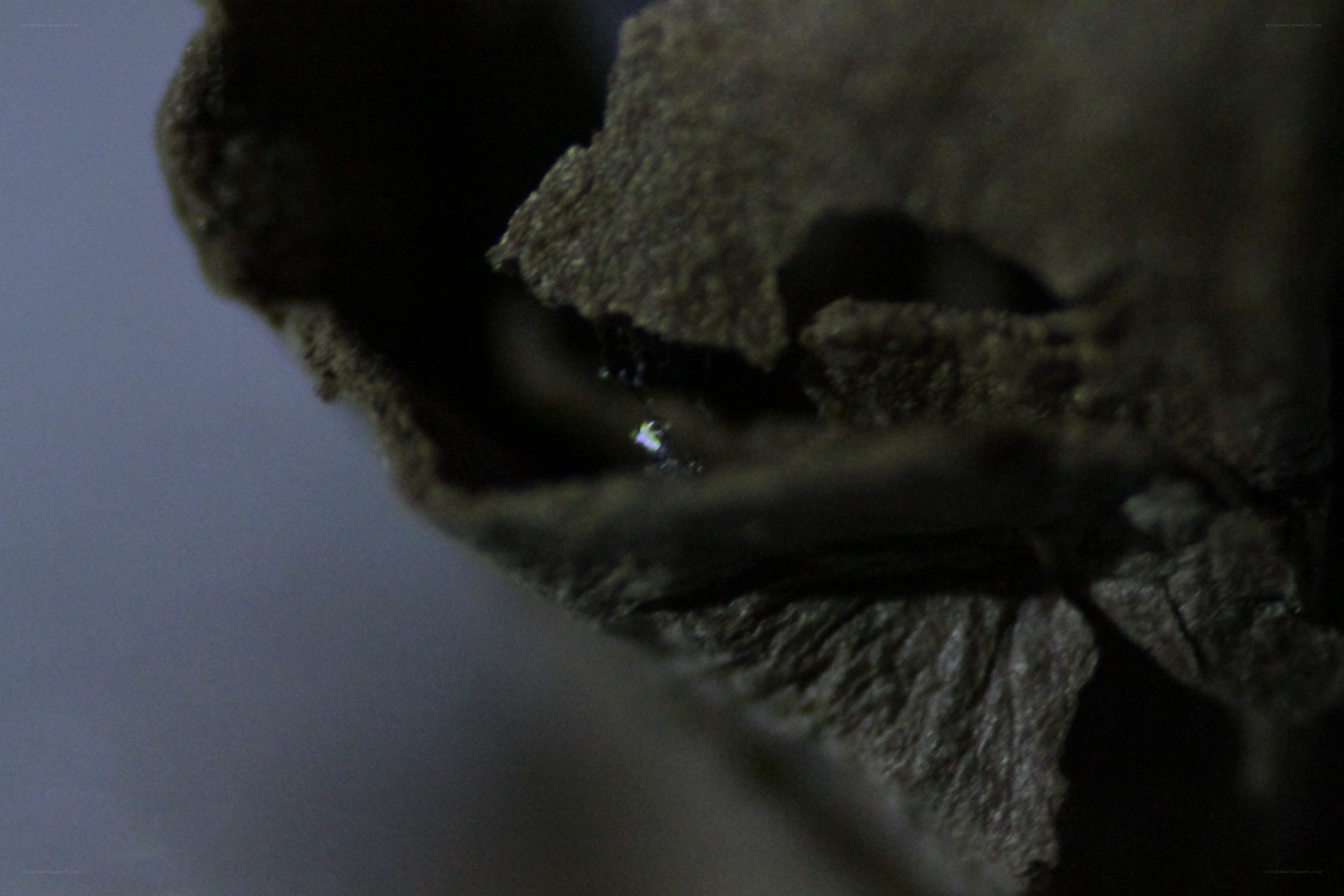close-up of dried leaf
