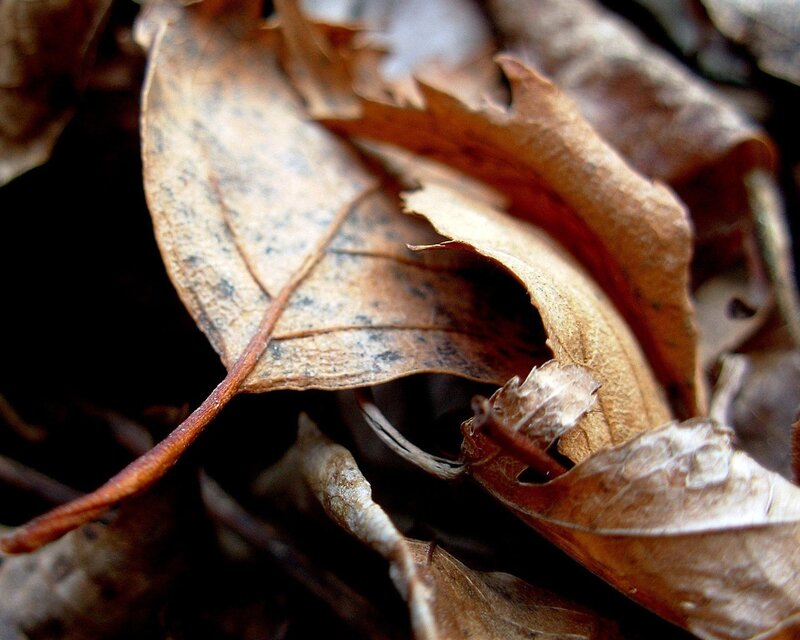 Close-up of dried leaves