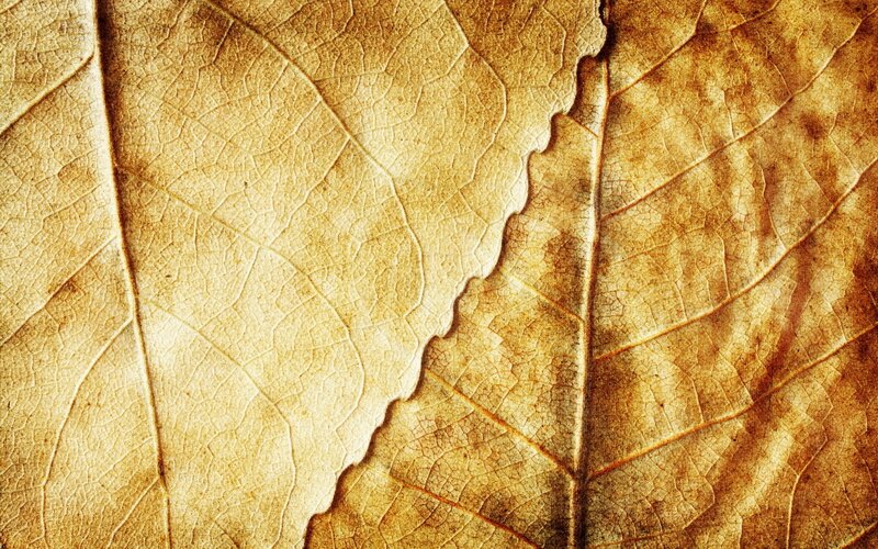Close-up of dried leaves