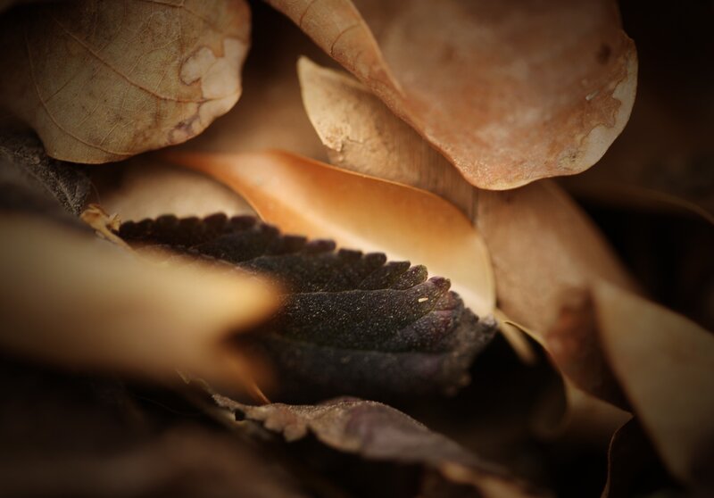 Close-up of dried leaves