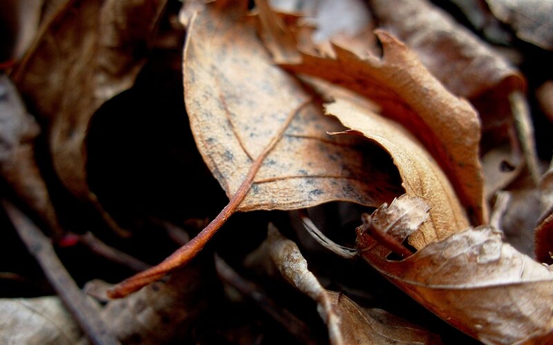 Close-up of Dried Leaves — Brown