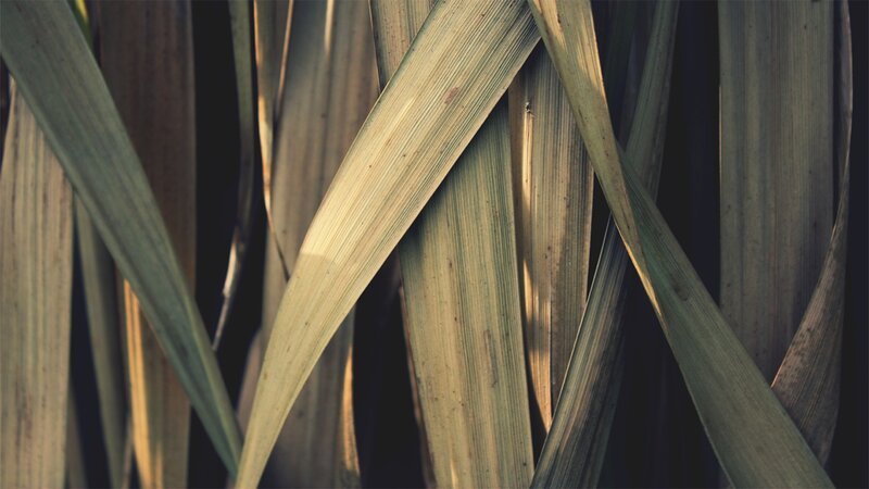 Close-up of Dried Leaves — Green