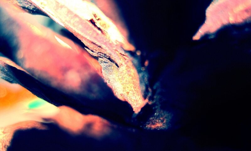 Close-up of Dried Leaves — Red