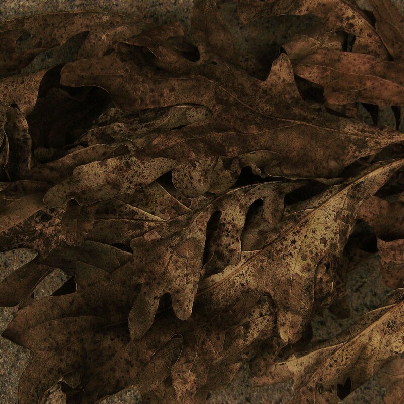 Close-up of dried oak leaves