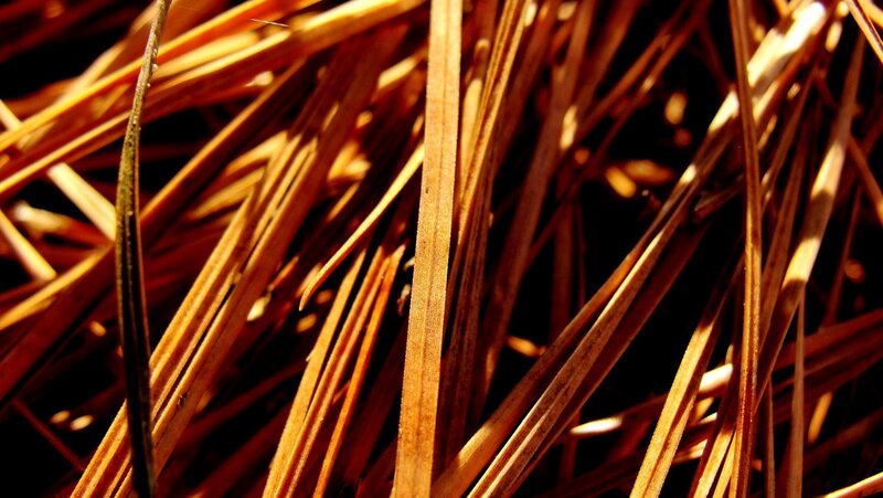 Close-up of dried pine needles