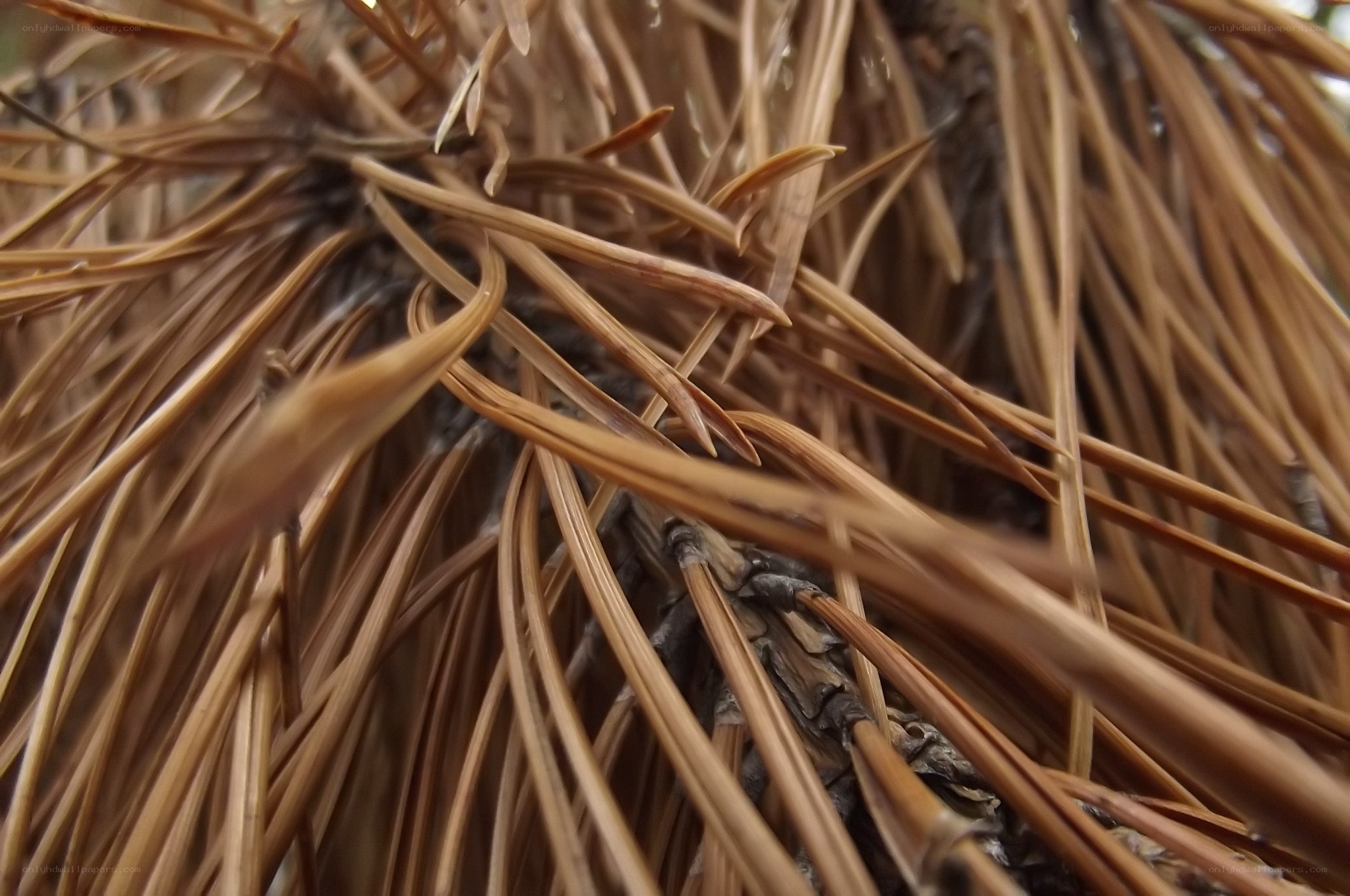 Close-up of dried pine needles