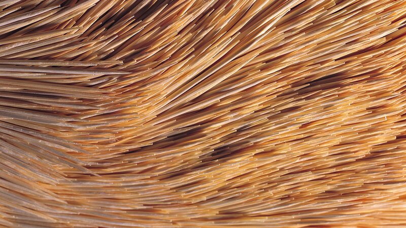 Close-up of dried plant fibers