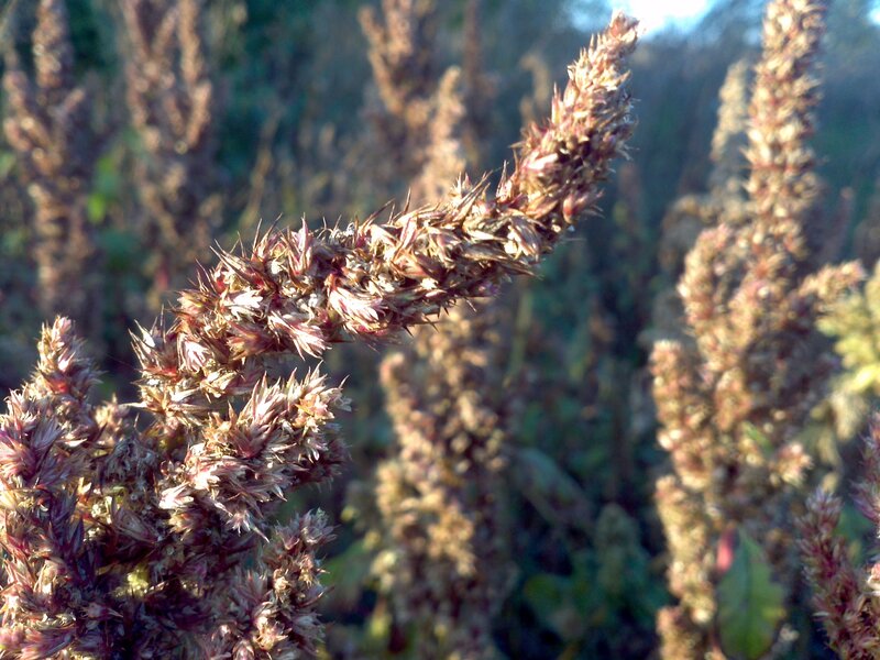 Close-up of dried plant spikes