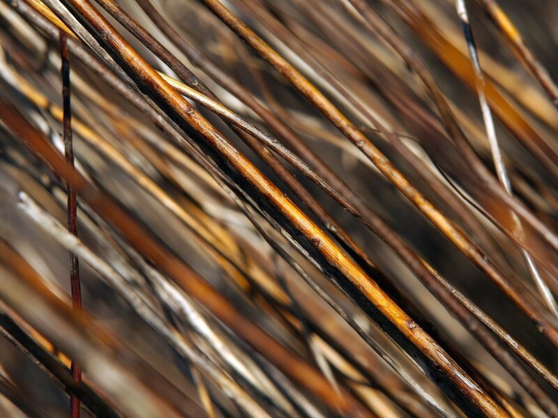 Close-up of dried plant stems
