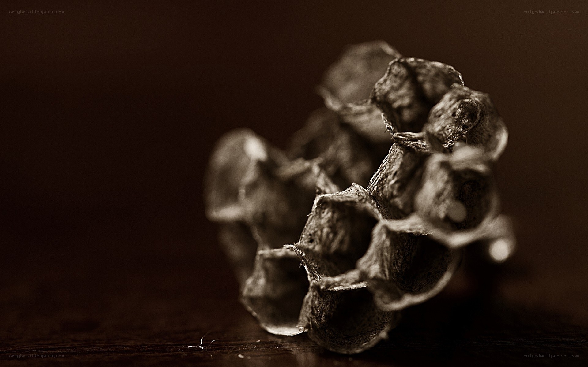 Close-up of dried plant structure