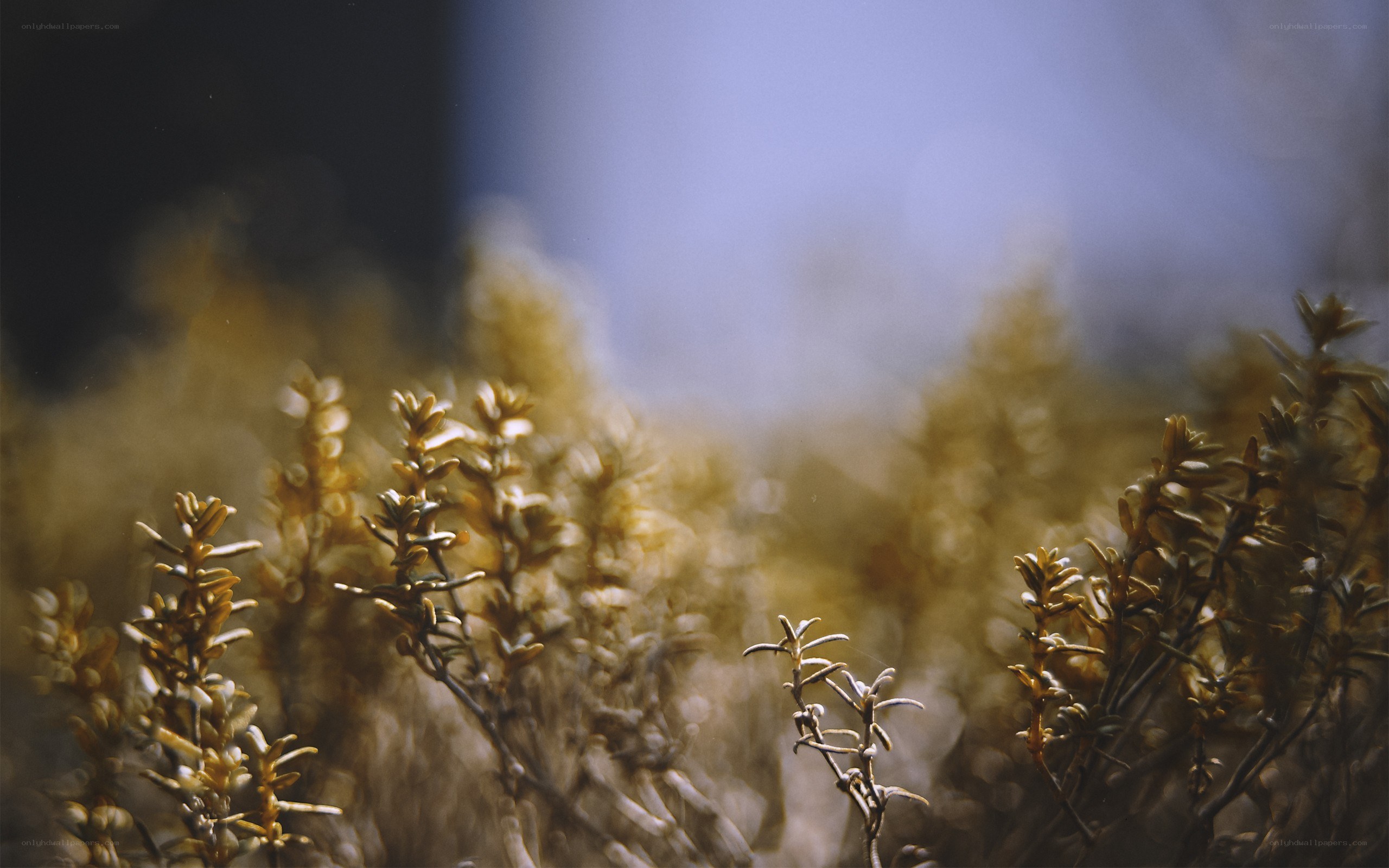 Close-up of dried plants