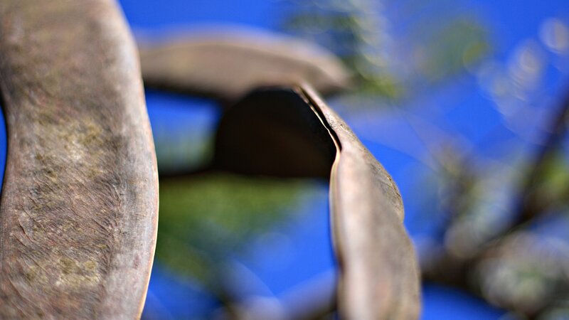 Close-up of dried seed pods