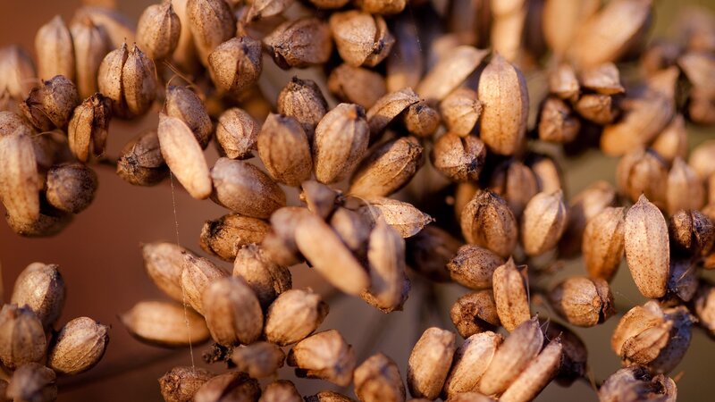 close-up of dried seed pods