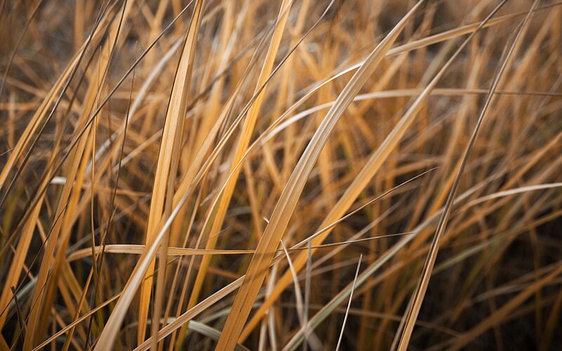 Close-up of dry grass blades