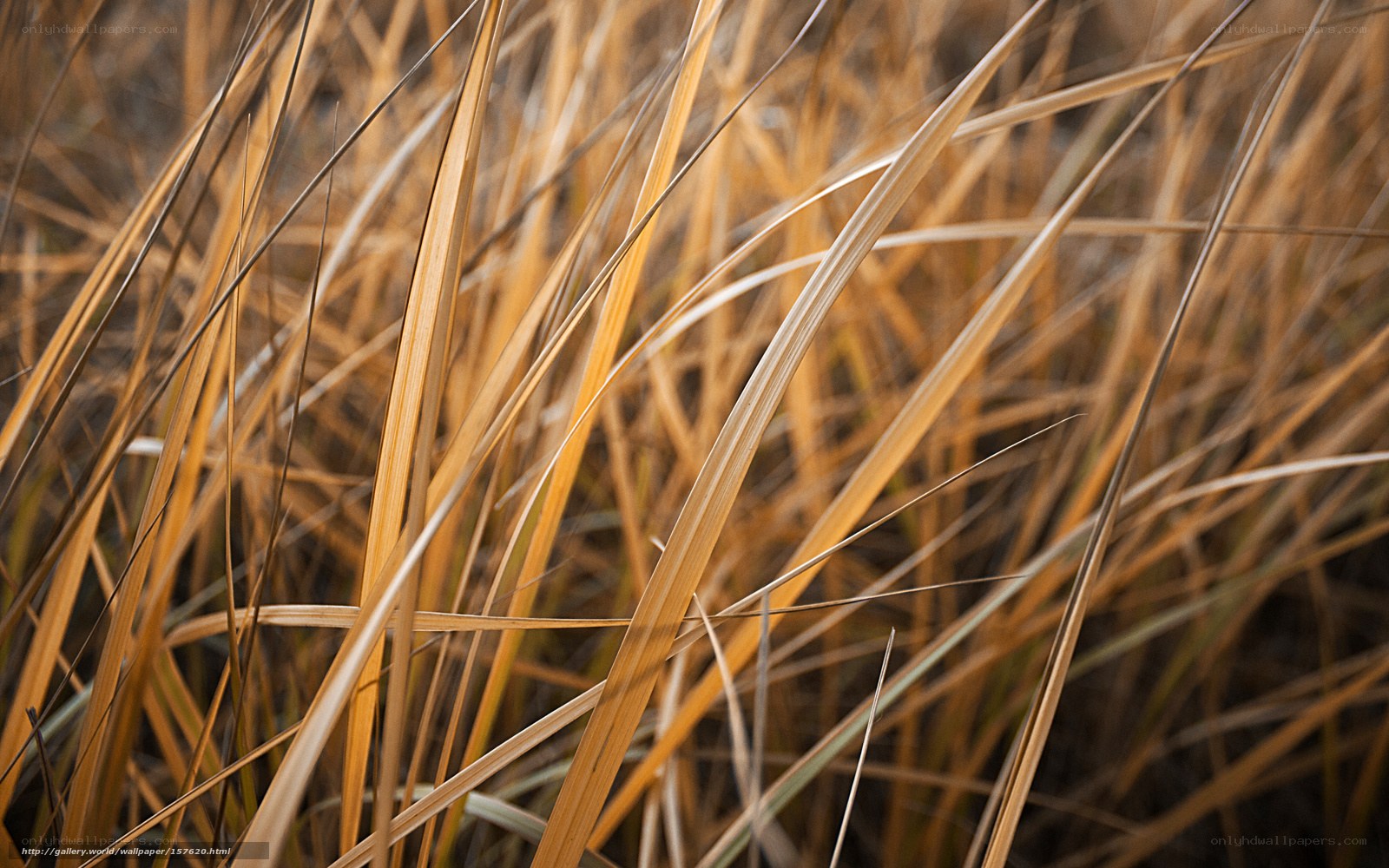 Close-up of dry grass blades