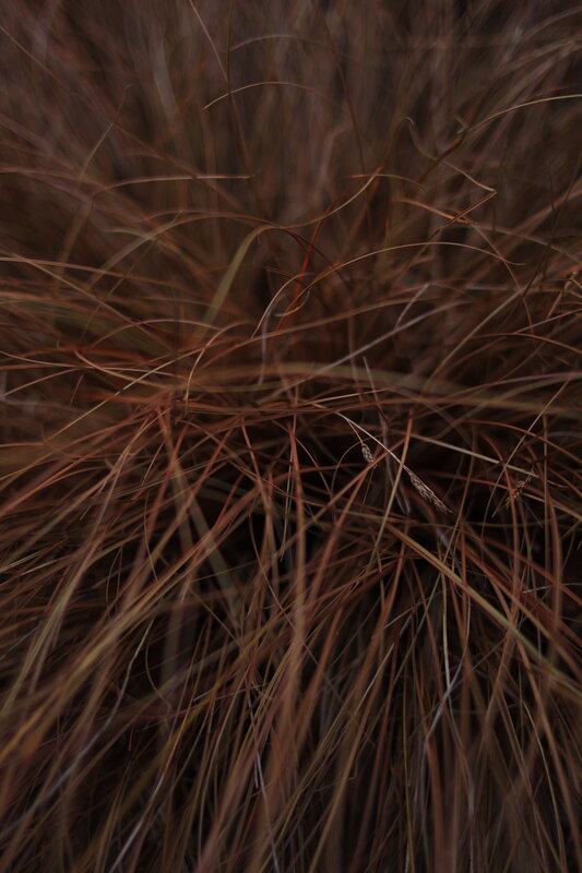 Close-up of Dry Grass — Brown