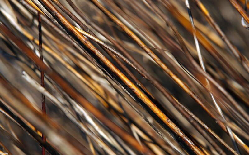close-up of dry grass stems