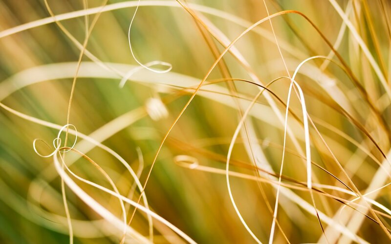 Close-up of Dry Grass