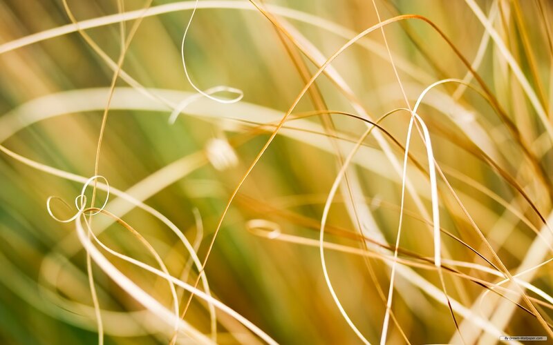 Close-up of Dry Grass — Yellow