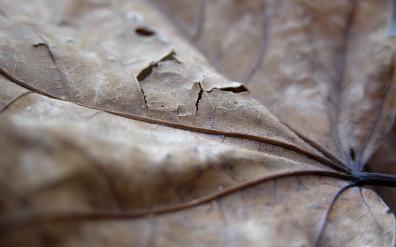 Close-up of Dry Leaf