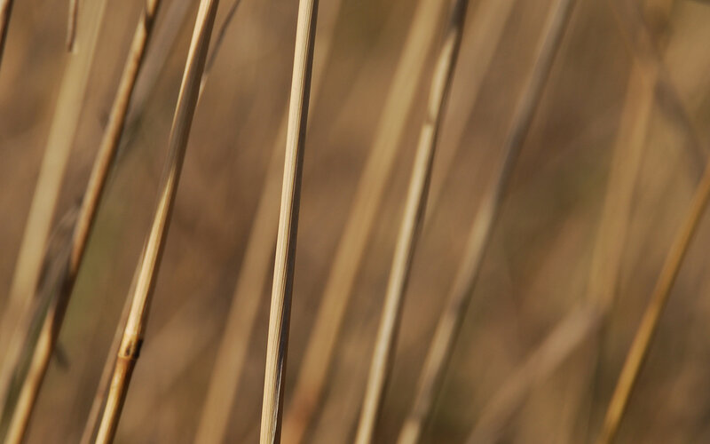 Close-up of dry reeds