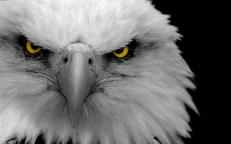 close-up of eagle eyes