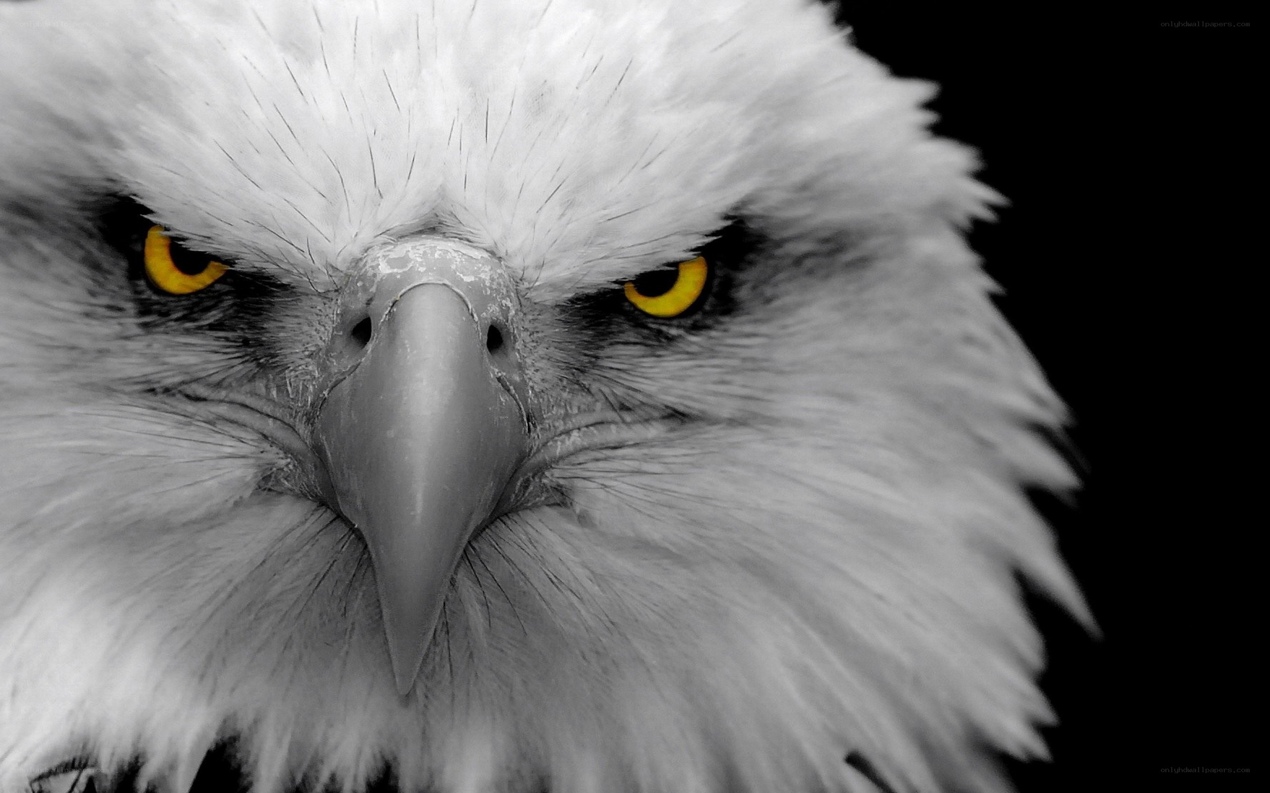 close-up of eagle eyes