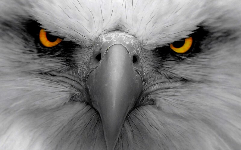 Close-up of Eagle Face — Gray