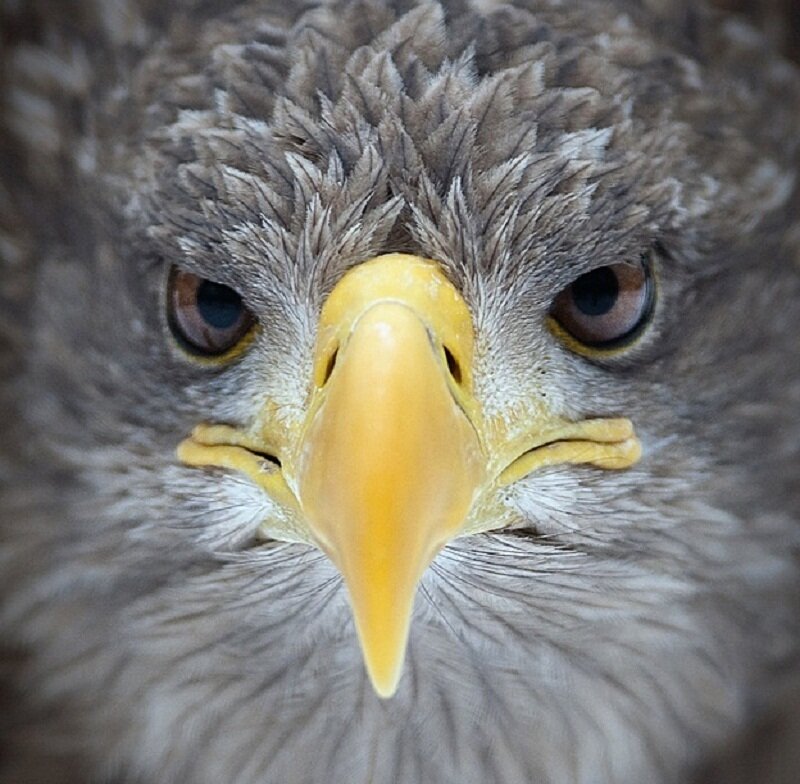Close-up of Eagle Face