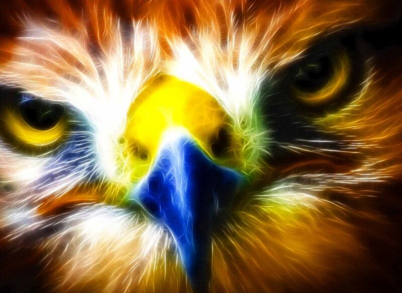 Close-up of Eagle Face — Yellow