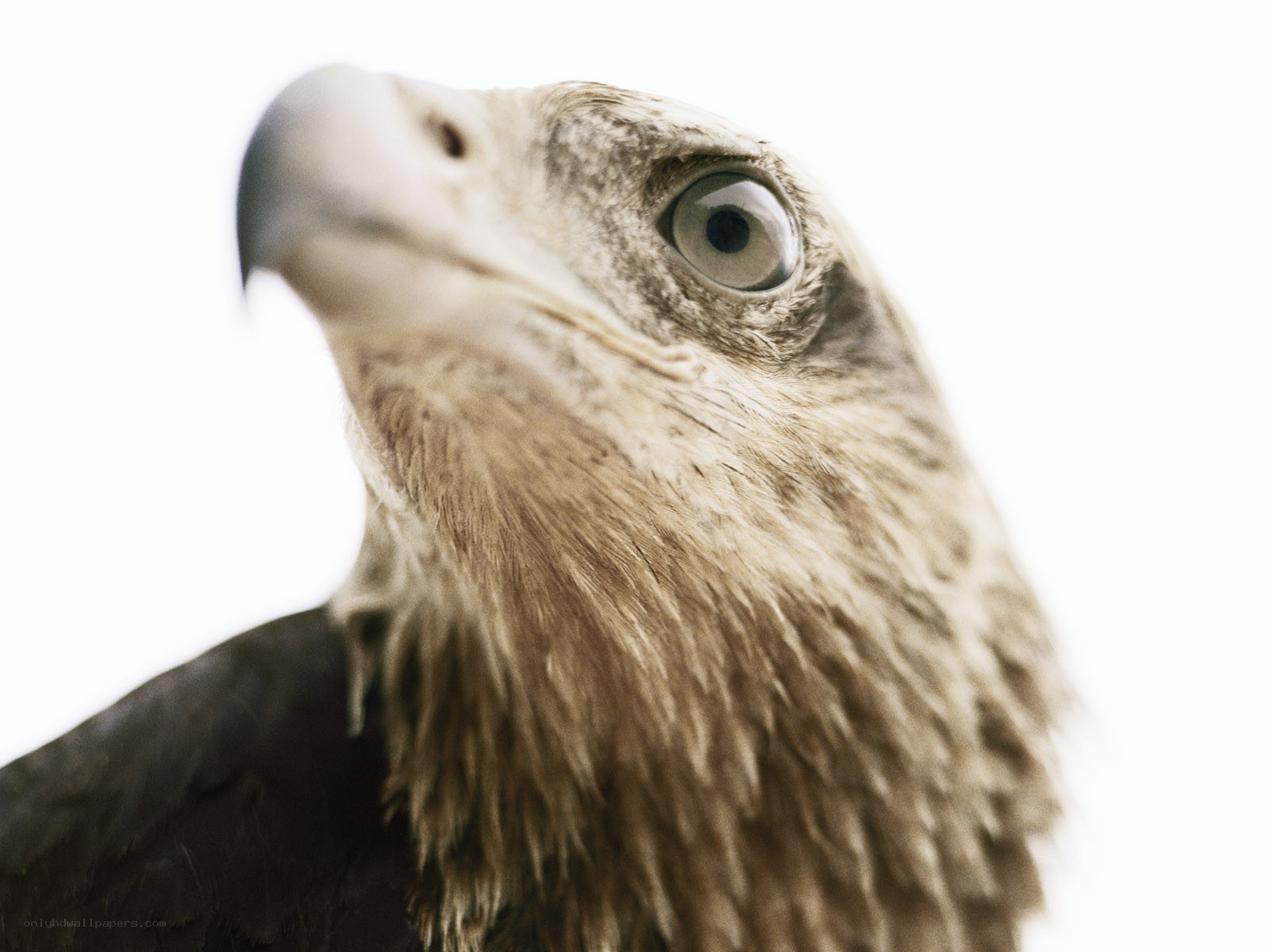 close-up of eagle head