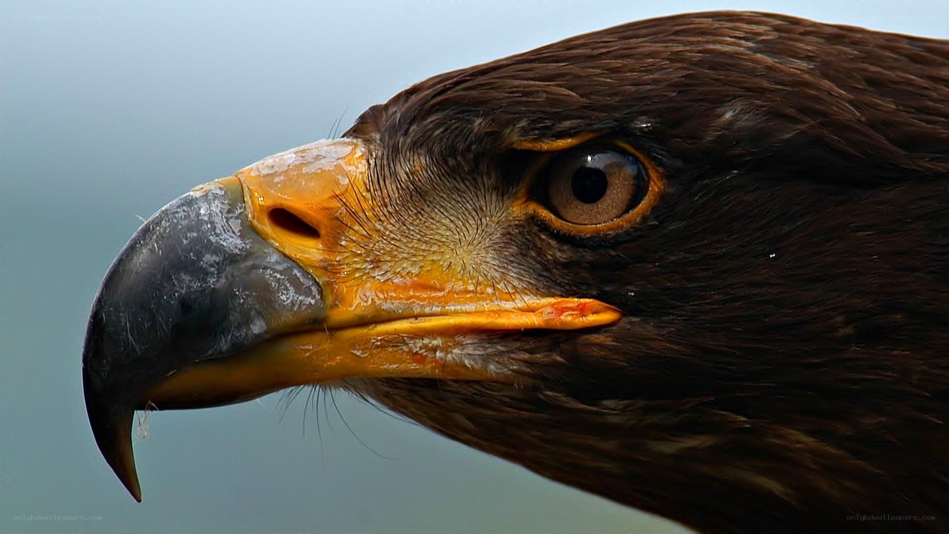 close-up of eagle head