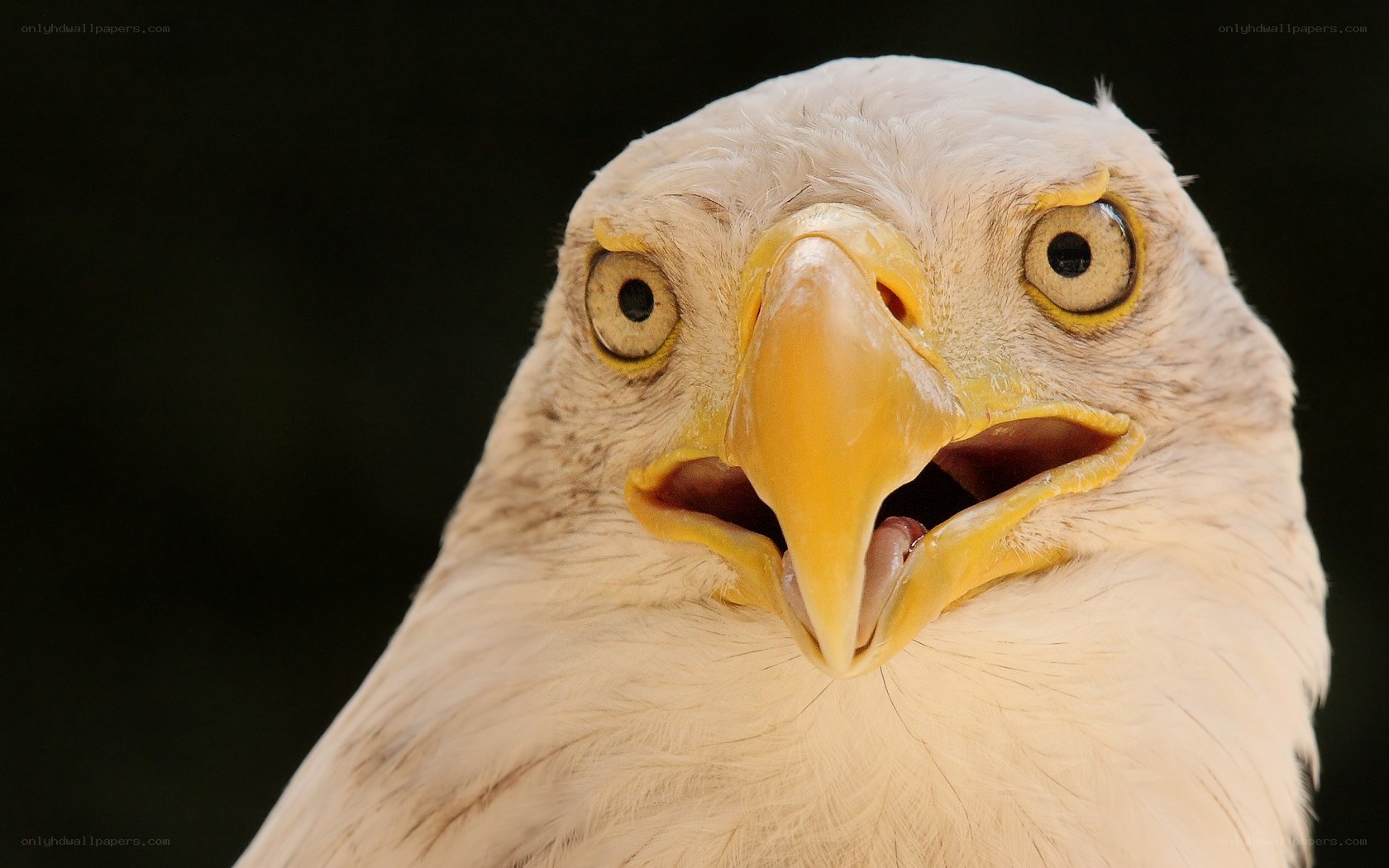 close-up of eagle head