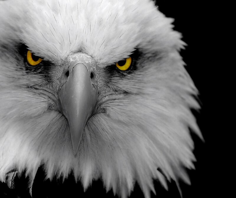 close-up of eagle head