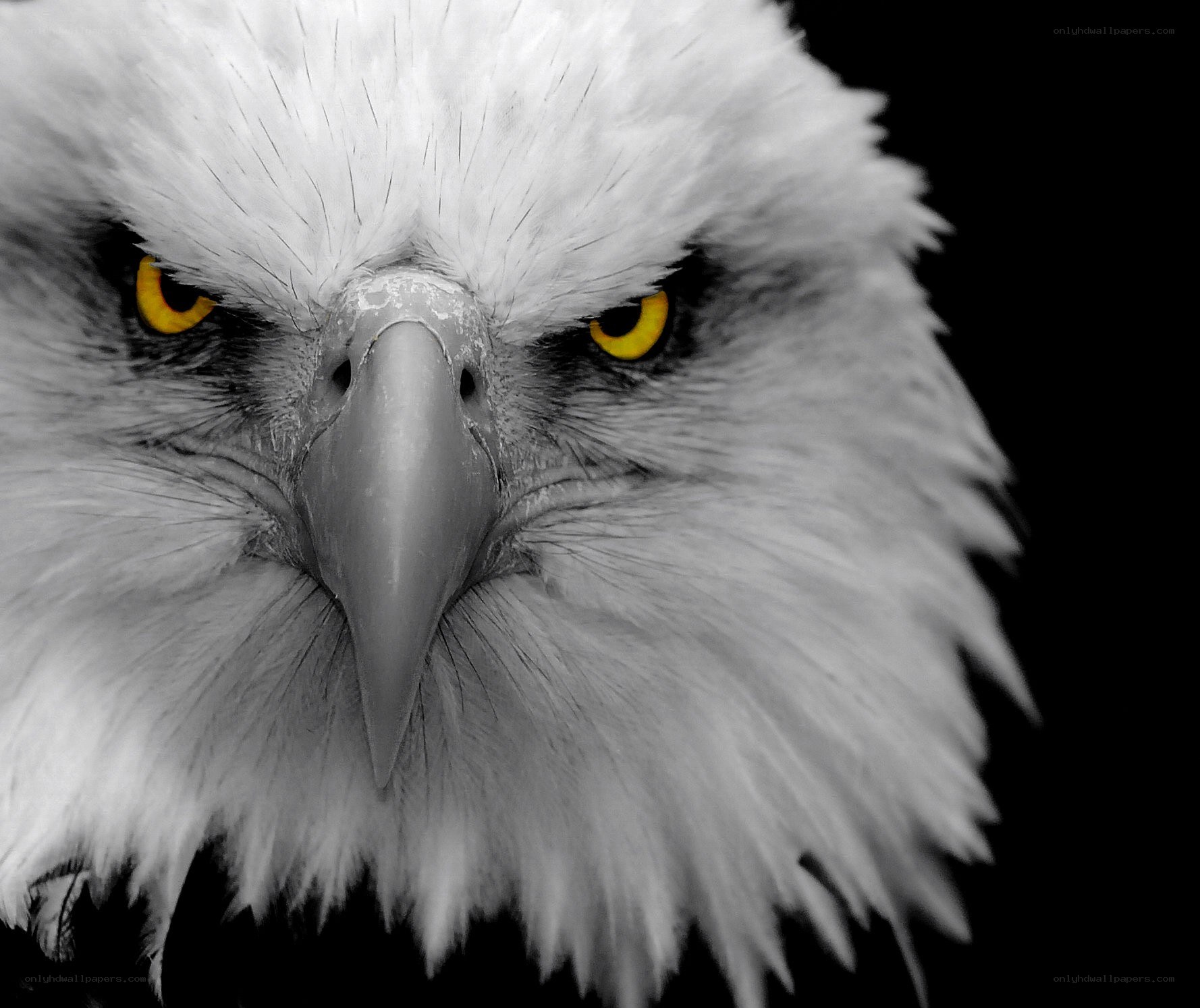 close-up of eagle head