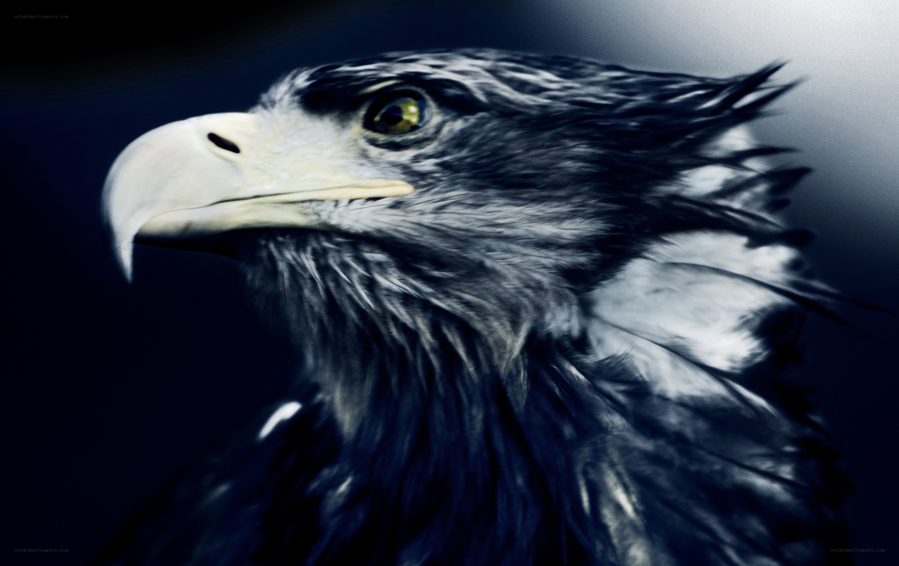 close-up of eagle head
