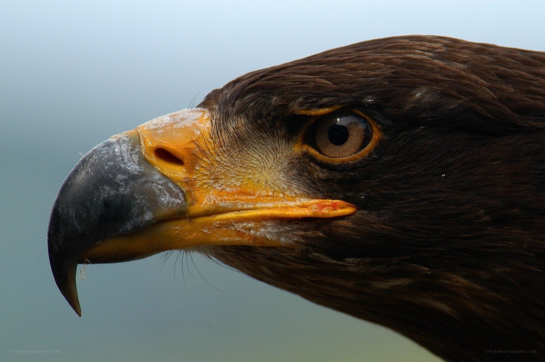 Close-up of eagle head