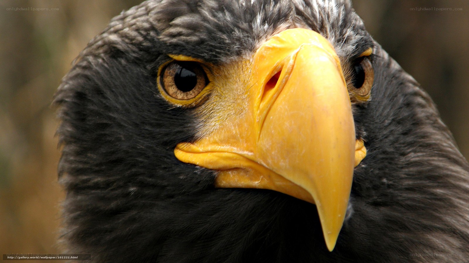 close-up of eagle head