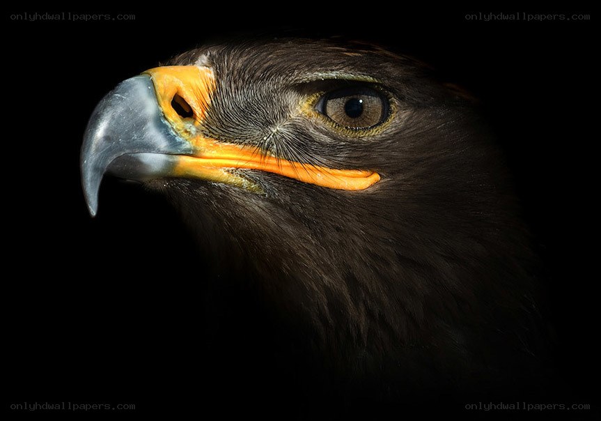 close-up of eagle head