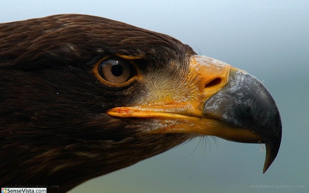 close-up of eagle head