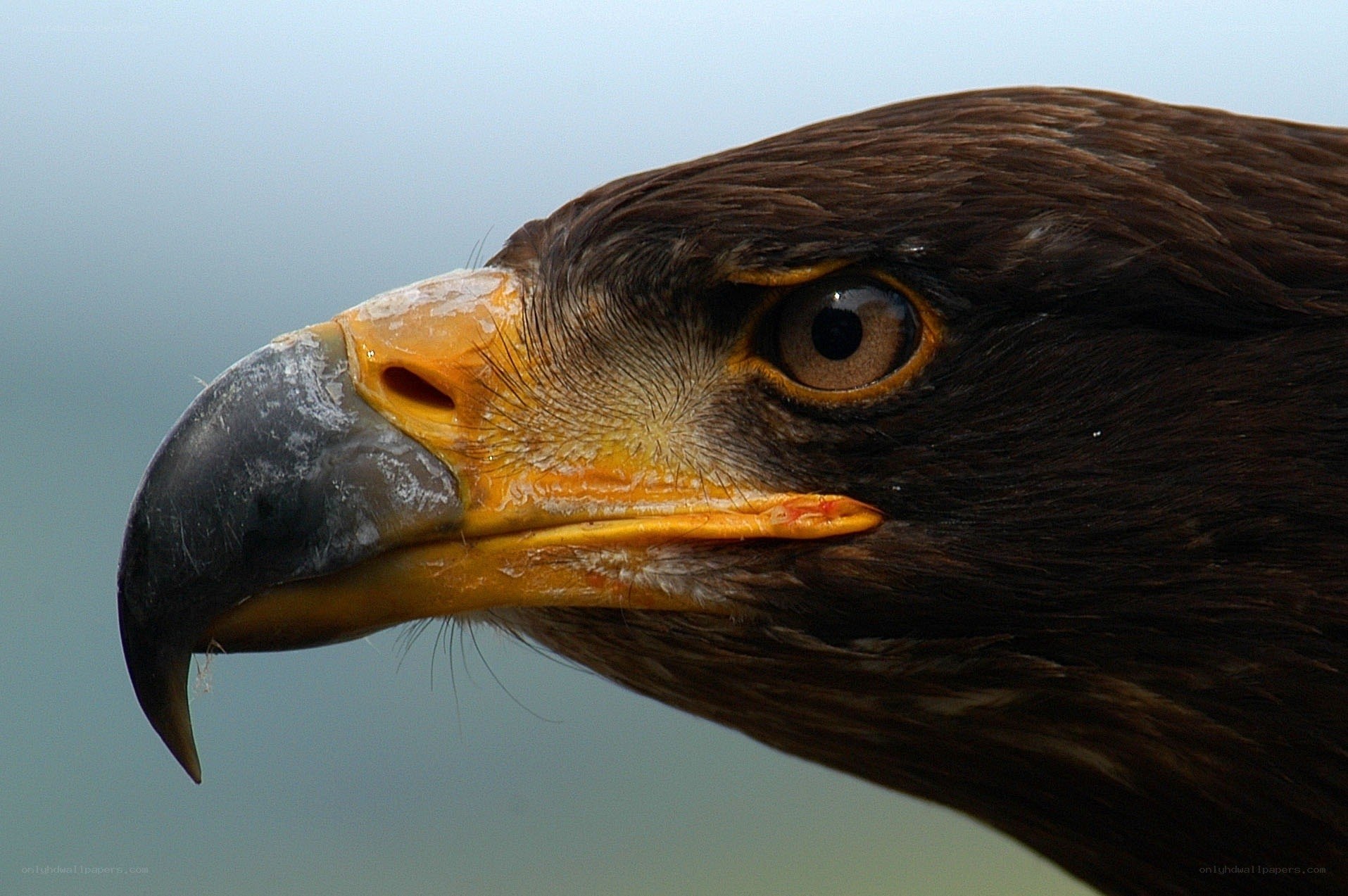 close-up of eagle head