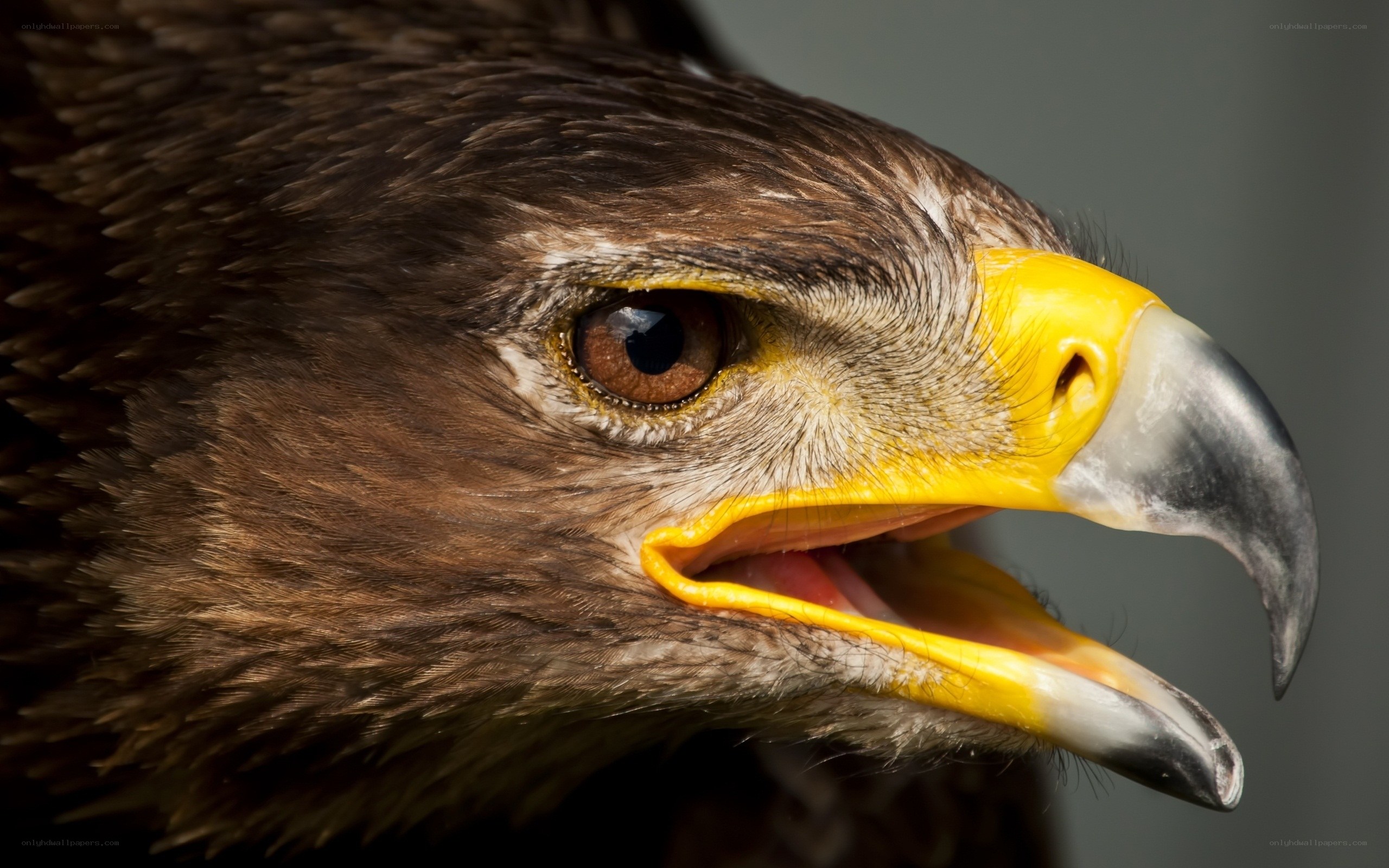 close-up of eagle head