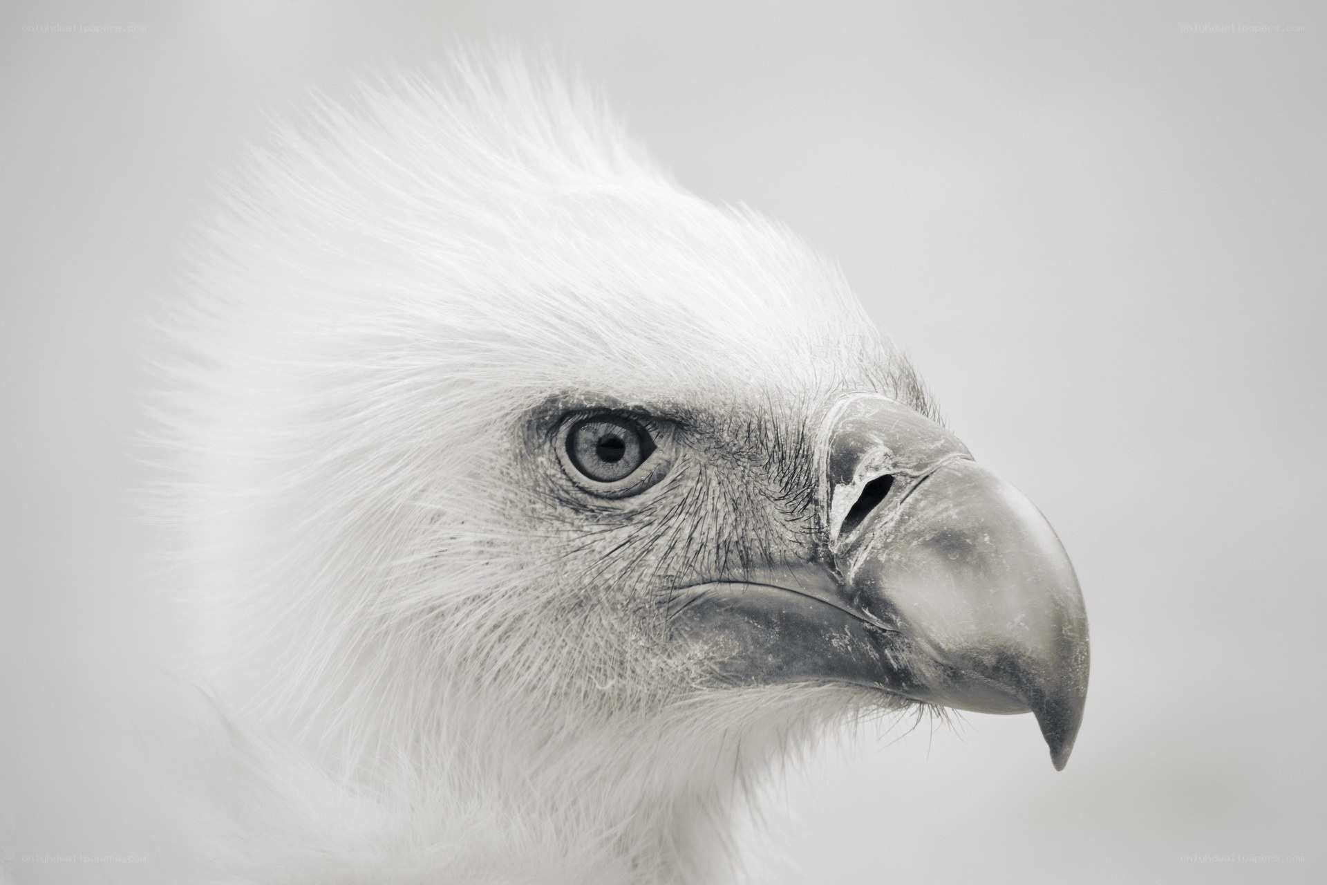 close-up of eagle head