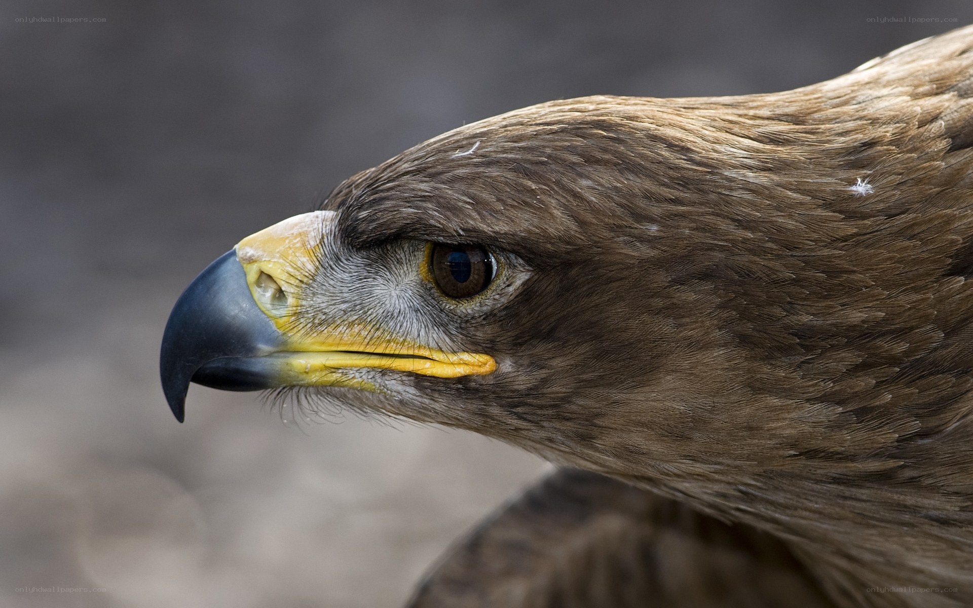 close-up of eagle head