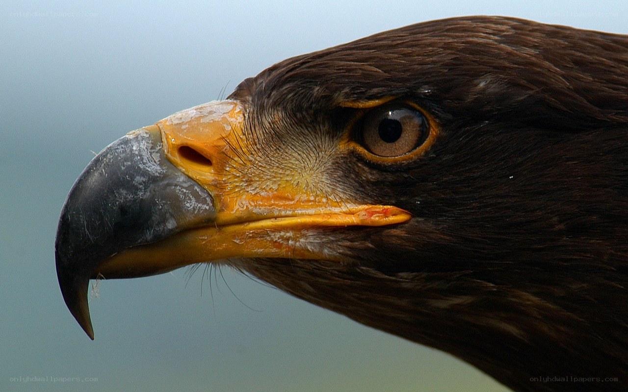 close-up of eagle head